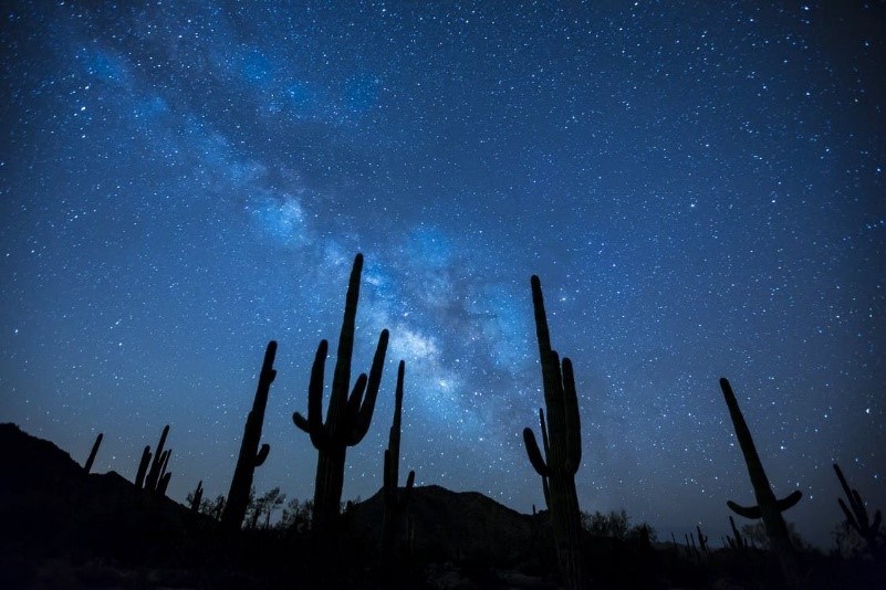 Night sky with cactus