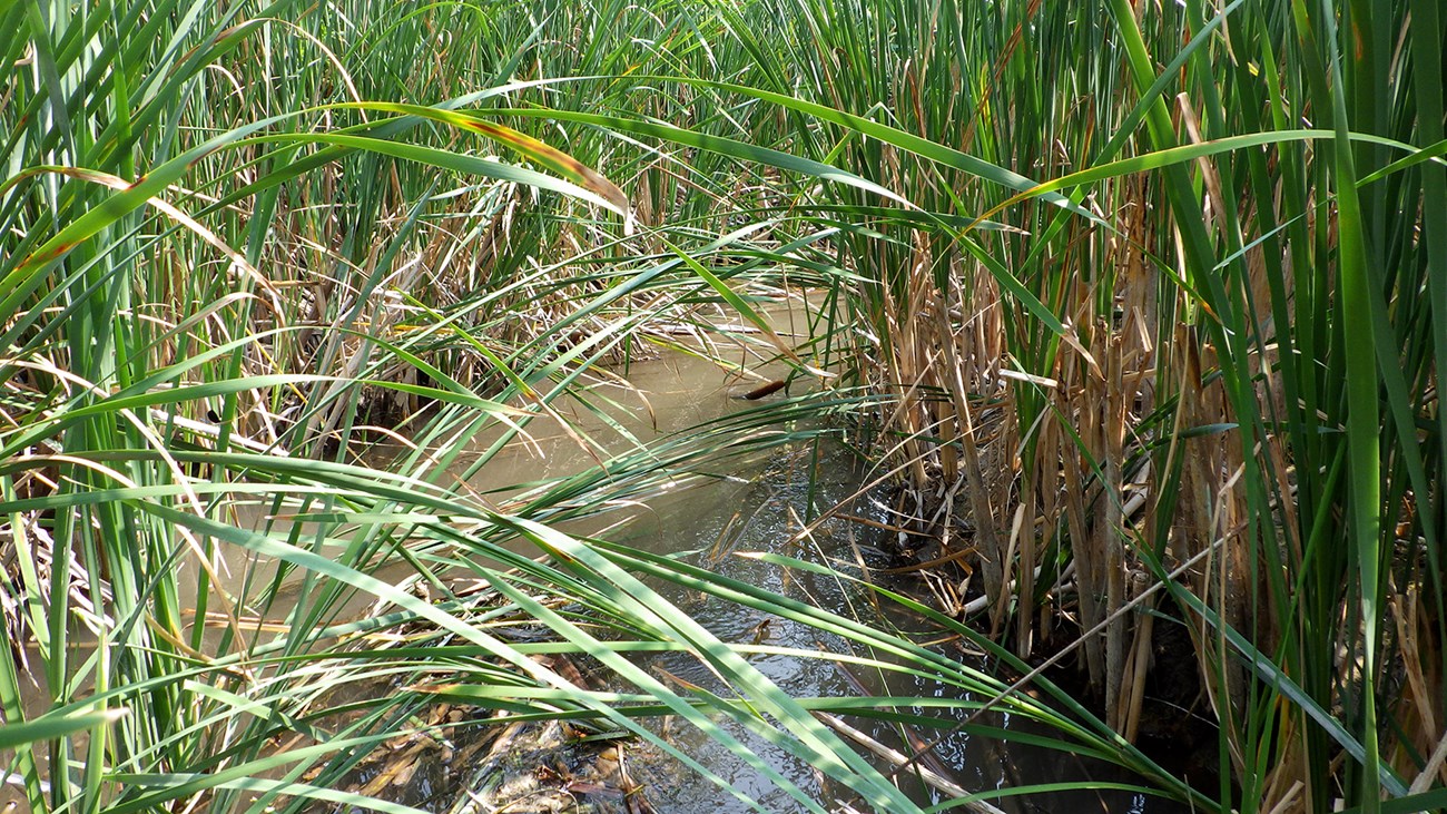 Niobrara River in Agate Fossil Beds Niobrara River in Agate Fossil Beds National Monument with lush green vegetation, cattails and bullrush.