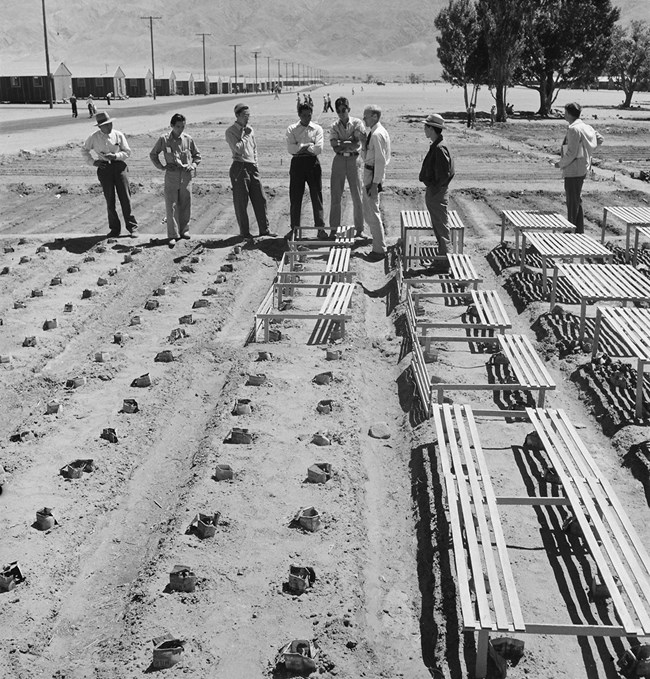 Black and white photo of a group of men looking at rows of plants. Behind them is a row of incarceration camp barracks and power lines and a few trees.