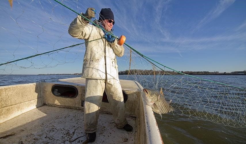 Person pulling a fishing net with a fish on a boat.