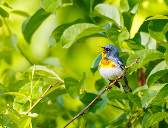 Small blue-gray warbler with a sharp bill and short tail perched in a tree.