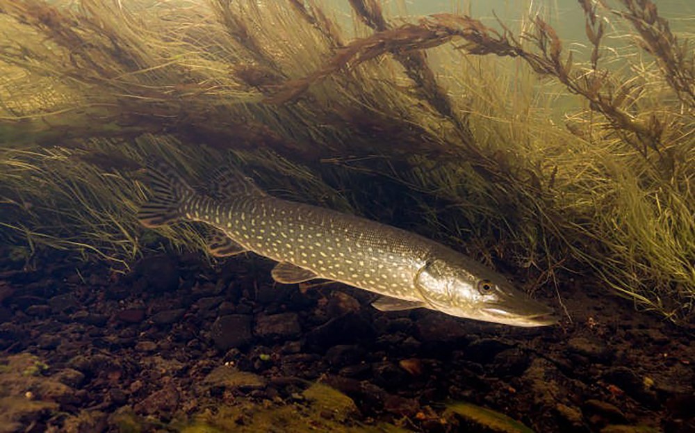 Northern pike Large, dark fish with light spots and belly, swimming.