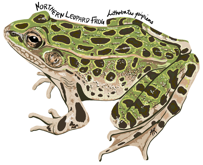 An illustration of a green and tan frog covered in black spots.