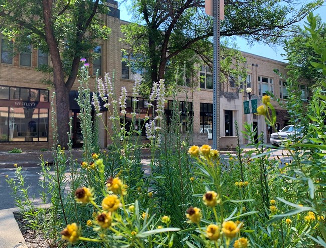 Yellow, white, and purple native plants in planter on street with downtown buildings in background