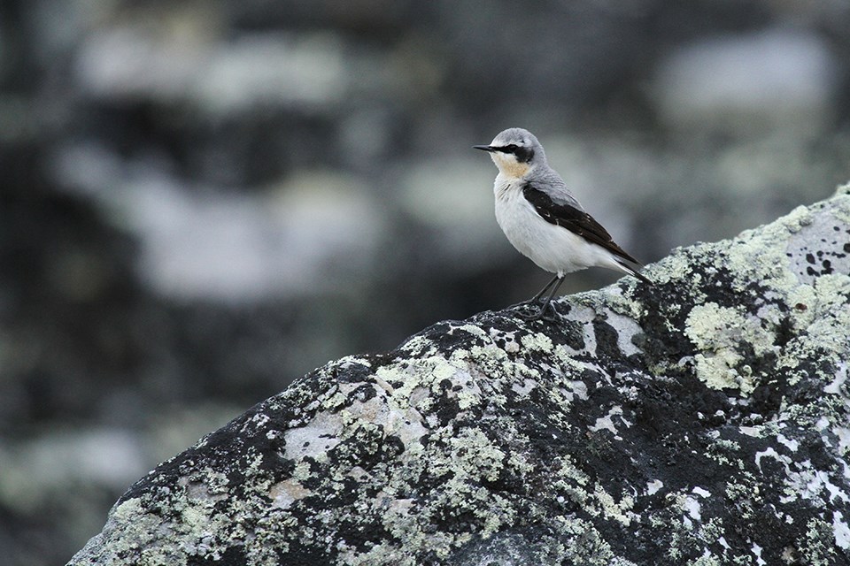 Northern Wheatear A Northern Wheatear perched on a lichen covered rock.