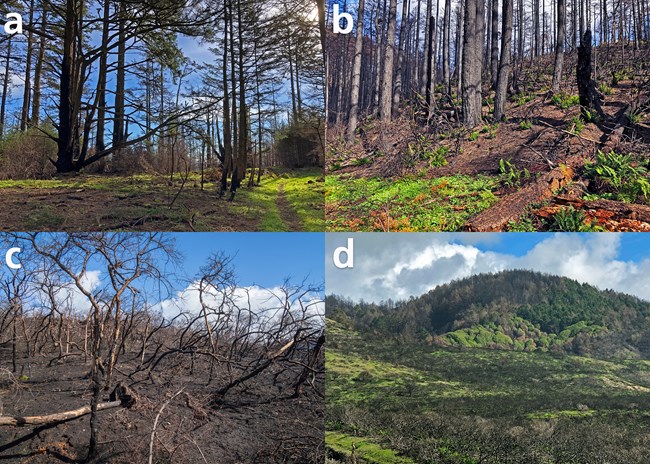 Comparison of four photos ranging from low to high burn severity, with the last a mixed patchwork of burn severities.
