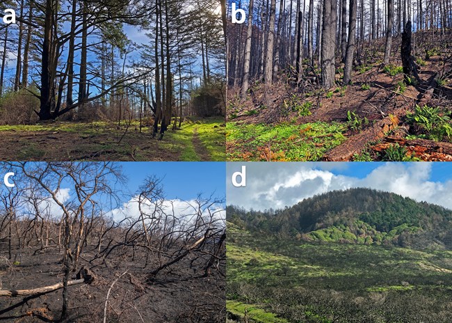Effect of burn severity on plant communities Comparison of four photos ranging from low to high burn severity, with the last a mixed patchwork of burn severities.