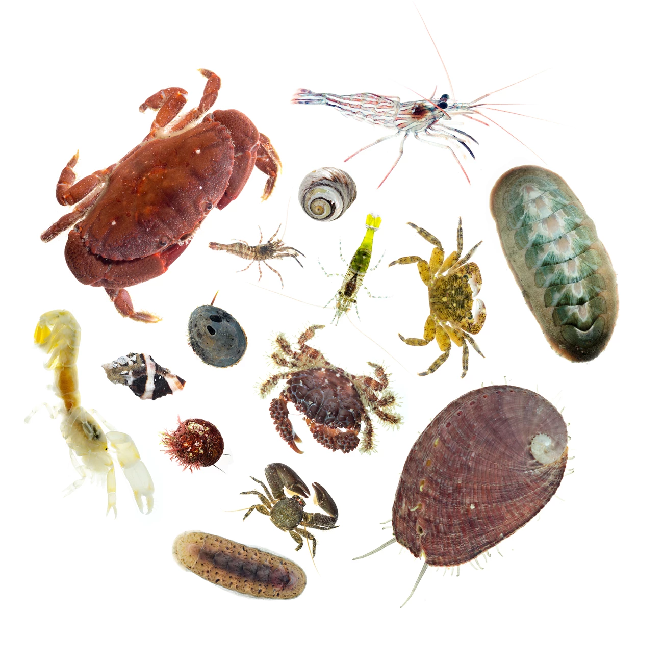 Rocky intertidal inhabitants Collage of crabs, shrimp, snails, and chitons, each photographed against a white background. Each creature's form, color, and individuality shine through.