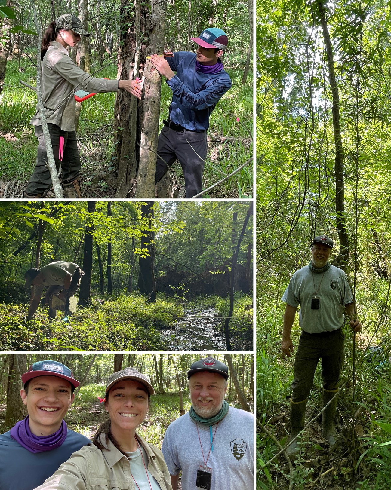 OCMU Veg Monitoring 2025 Collage of fieldwork pics, people measuring a tree, smiling for camera, bent over looking at plants on ground and standing by tall tree.