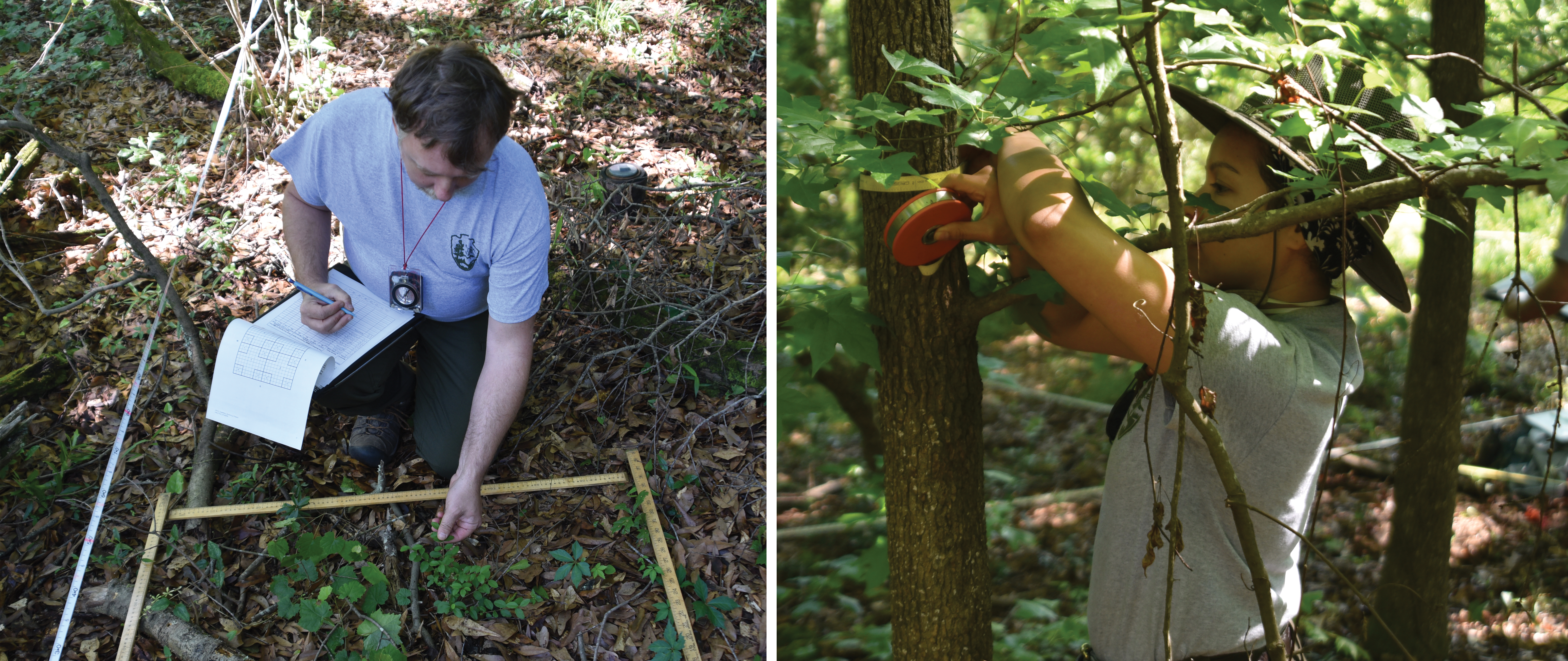 Vegetation monitoring at OCMU Man on knees looking at plants, woman measuring a tree