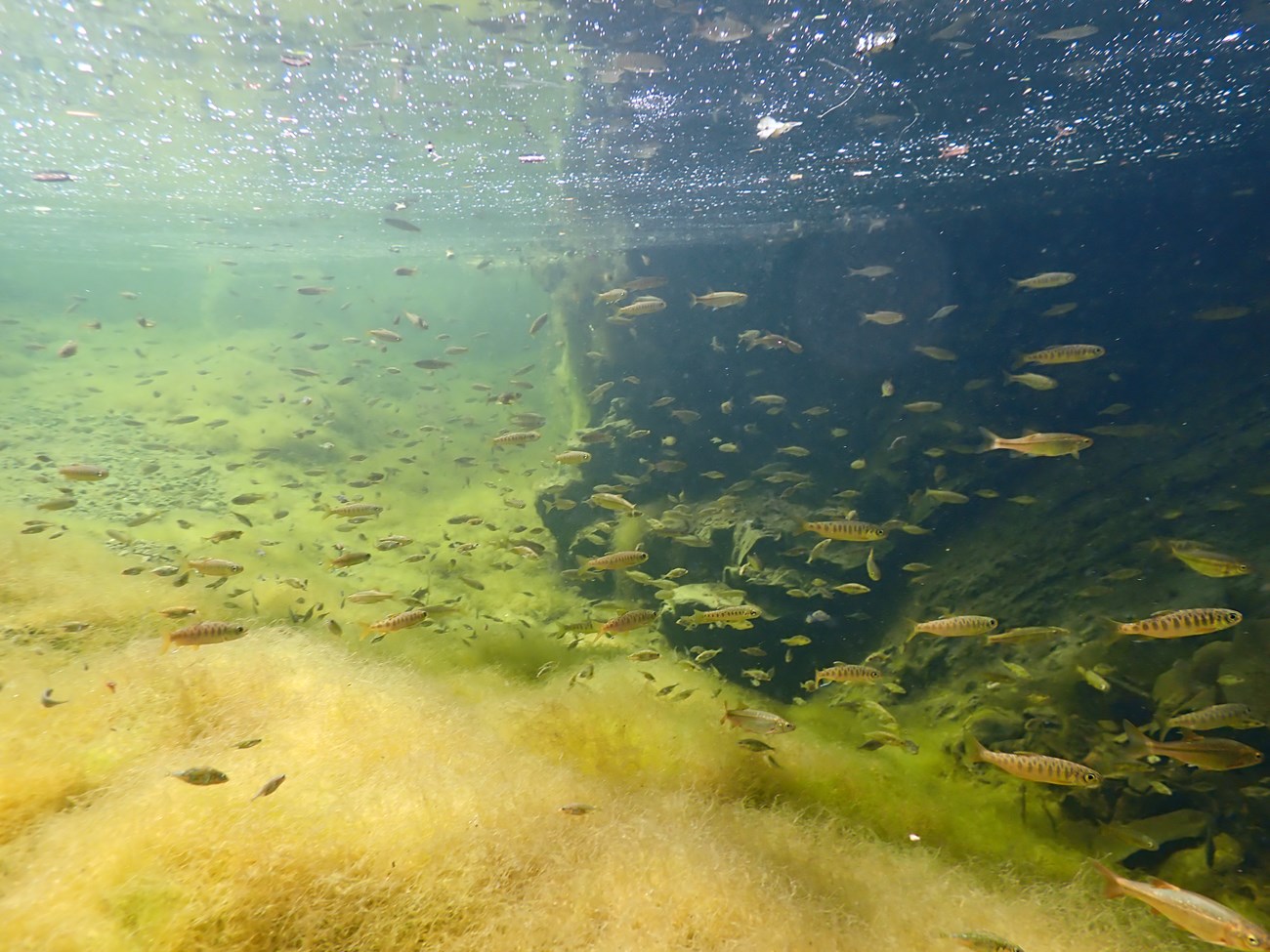Summer 2022 snorkel survey of Olema Creek Underwater view of a large creek pool filled with hundreds of small fish.