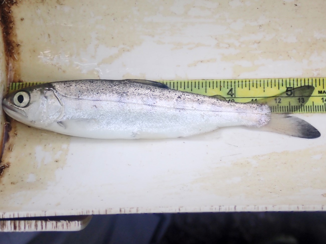 Coho smolt Close-up of a silvery fish on its side in a measuring tray, coming in at almost 5.5 inches. It has big eyes, faintly darker vertical markings, and dark tips of its tail.