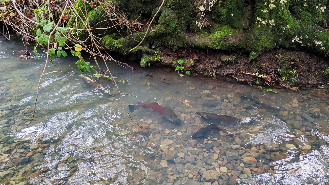 Looking down along the bank of a creek are at least four large, olive- and crimson-colored coho salmon making their way upstream.