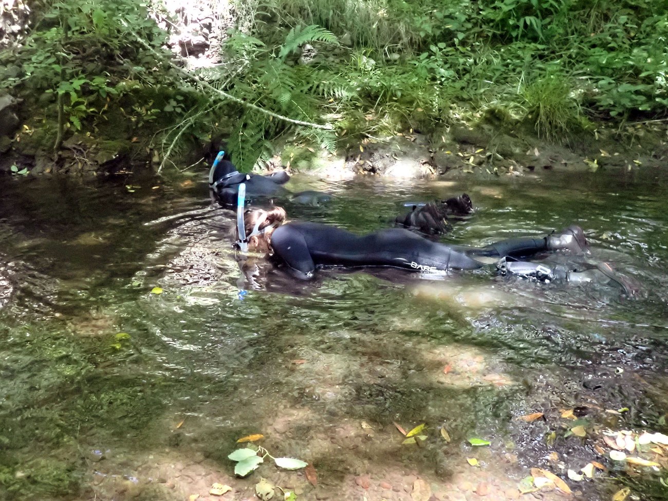 Training to do snorkel surveys Two people in black, full-body wetsuits snorkel side-by-side through a shallow creek.