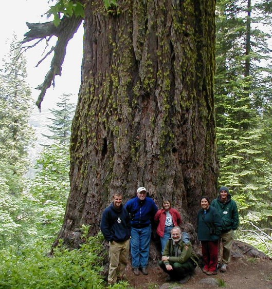 A very large diameter Douglas-fir tree in Oregon Caves National Monument and Preserve Six people in front of a very large diameter Douglas-fir tree
