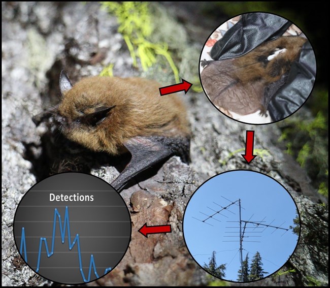 Three arrow diagram of bat, research equipment, and a graph.