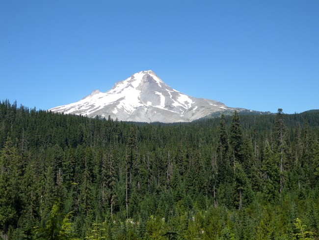 A snow capped peak rises above a dense forest.