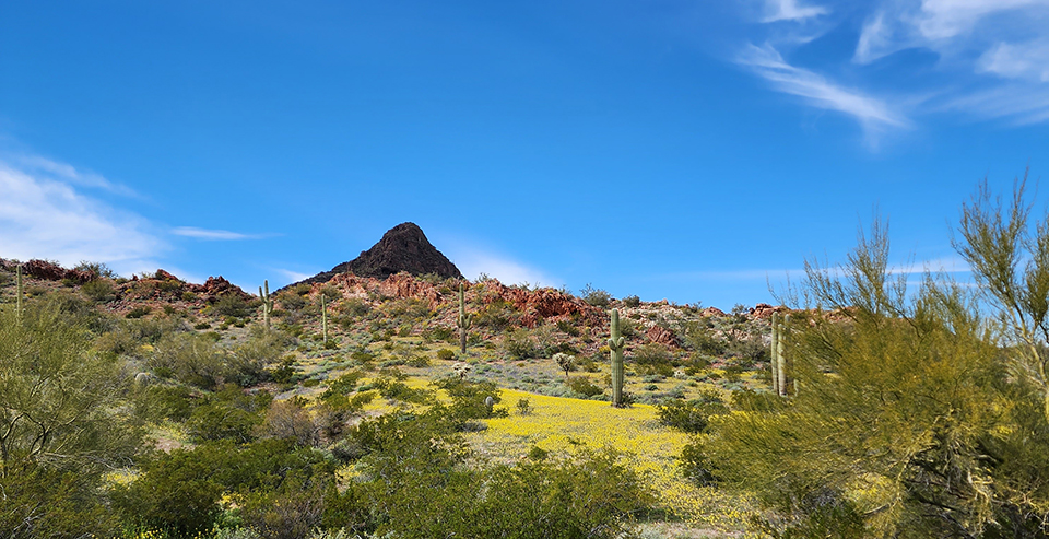 A carpet of yellow flowers among scattered desert shrubs, cacti, and exposed rock on a rolling landscape in front of a sharply pointed small mountain under a mostly blue sky.