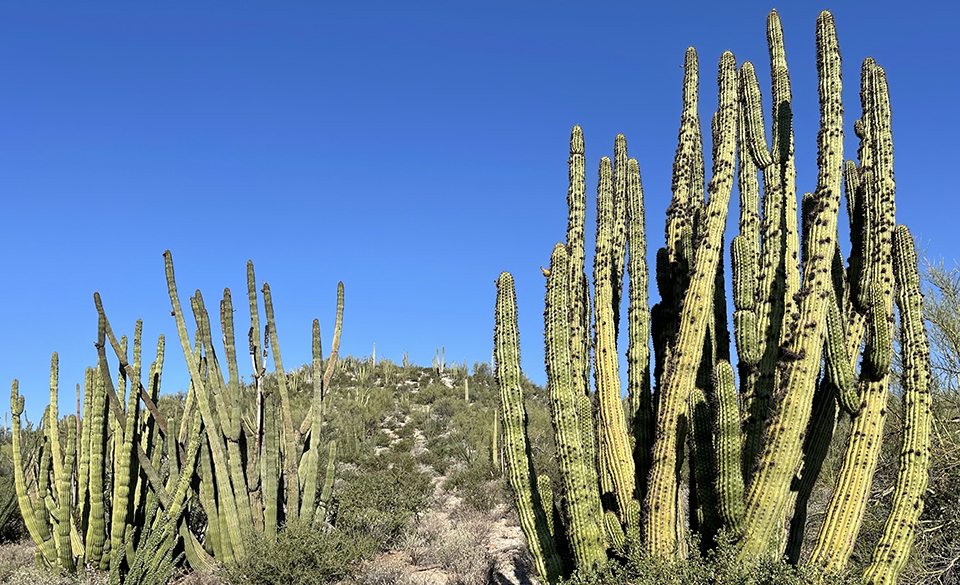 Tall cactus columns clumped together in multiple groups on a desert hillside of shrubs and other cacti.