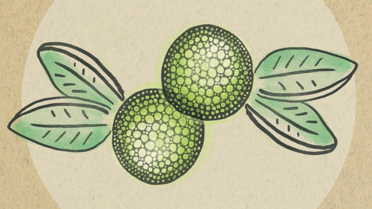Drawing of two round bright green fruits with bumpy skin.