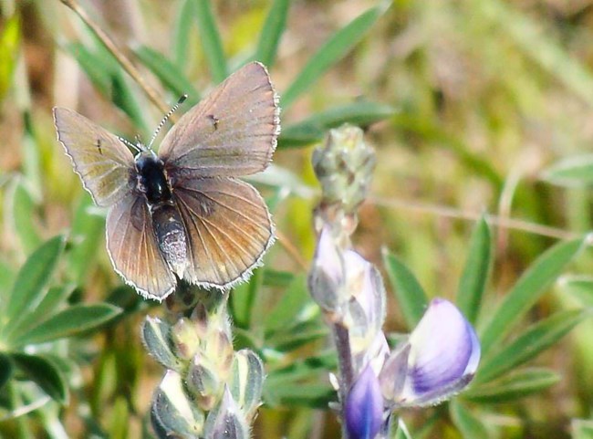 Brown butterfly with subtle blue highlights on a newly opening lupine flower cluster.