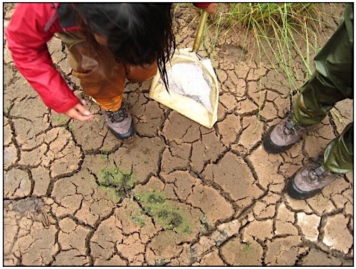 Two people look at a patch of dried up green matter while standing on a patch of bare cracking earth.