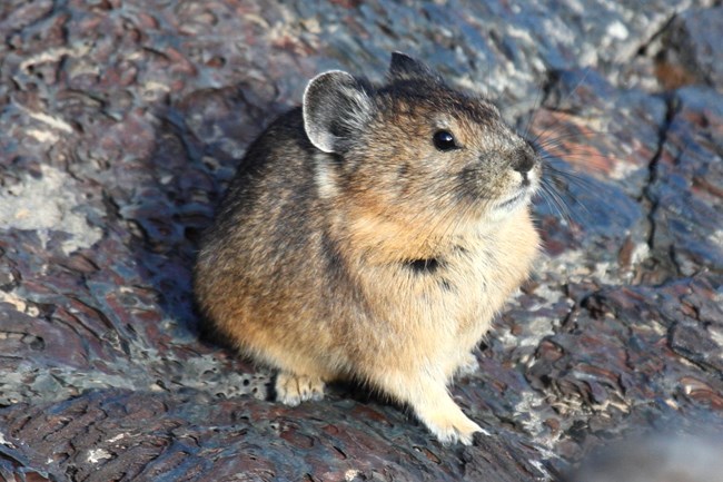 a rodent-like mammal with large, round ears and short legs sitting on dark lava rocks