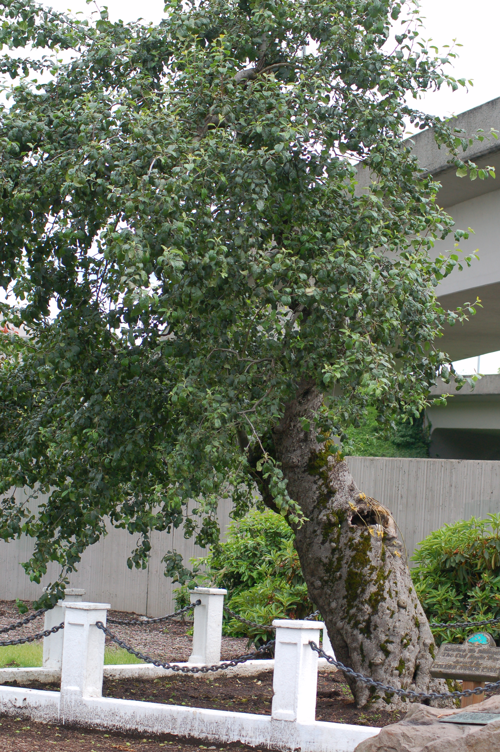 その他 Old Apple Tree Old Apple Tree in Vancouver, Washington, dies at age 194 | CNN