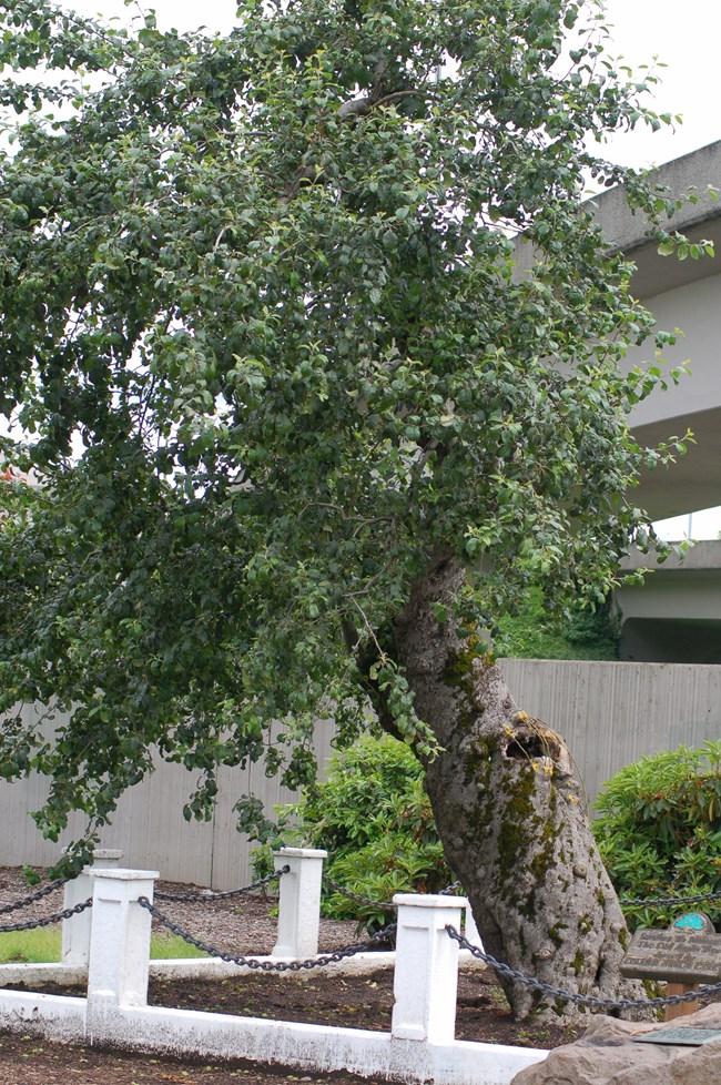 Thick, short, and stout apple tree leans to the left with a short fence around its base.