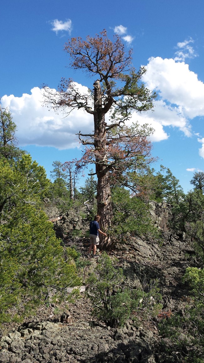 photo of a person standing by a old and twisted pine tree, the tallest in the area