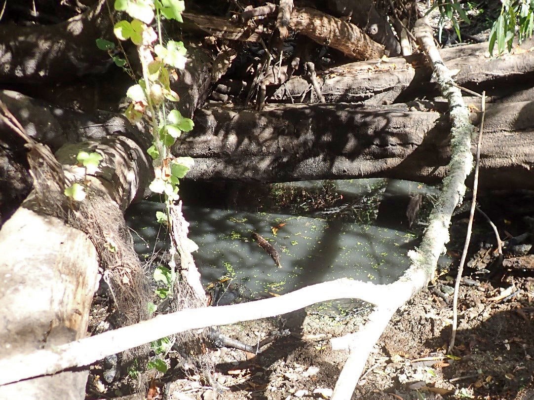 Small, murky pool of water beneath fallen trunks and branches, in an otherwise dry creekbed.
