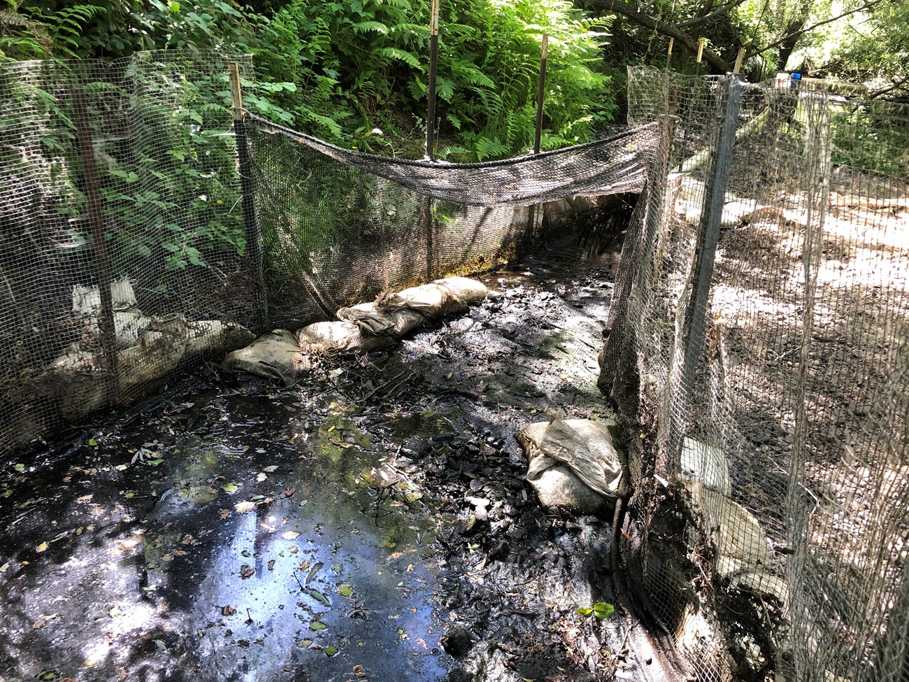 Disconnected puddles of water along the creek bed where a smolt trap is set up.