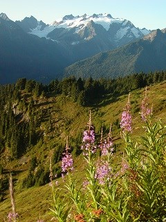 A view of Mount Olympus. National Park Service photo.