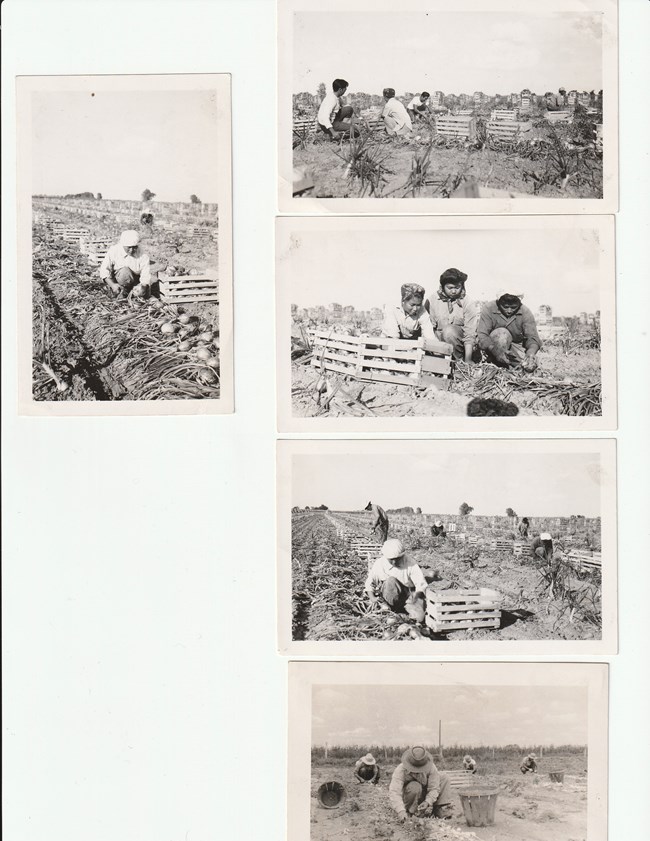 A scrapbook page five different photos of Japanese Americans working to harvest onions