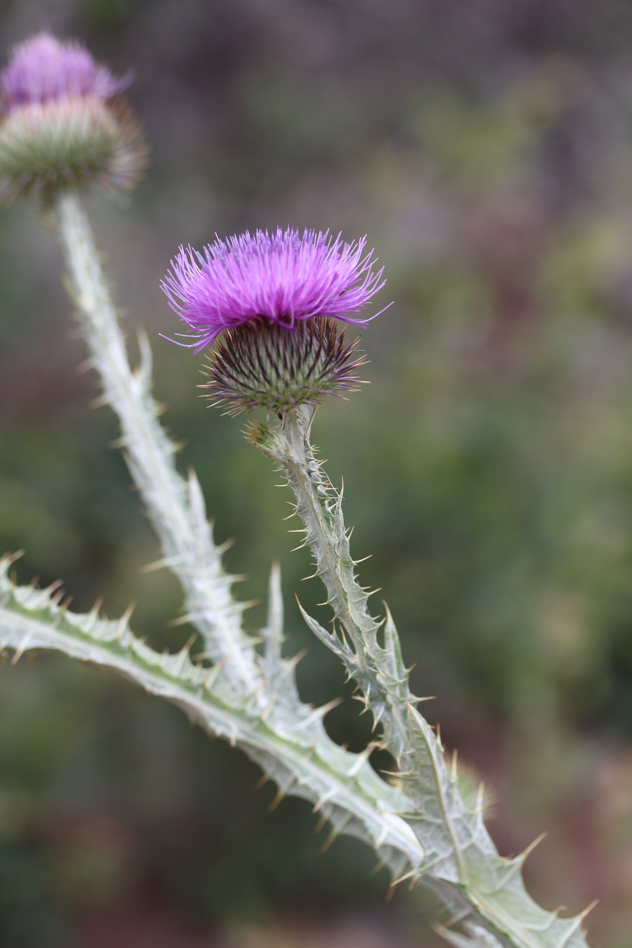 This spiny invasive plant has spread along roads and trails throughout parts of Zion National Park. A spiny plant with thick, ridged stems and a purple flower head fringed with fine hairs.