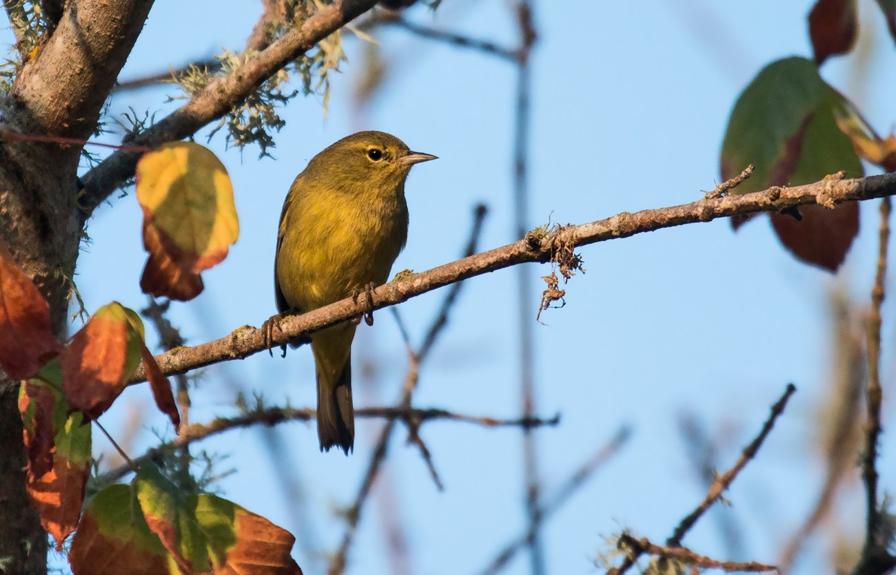 Small, yellow-orange bird with a narrow, pinkish beak.