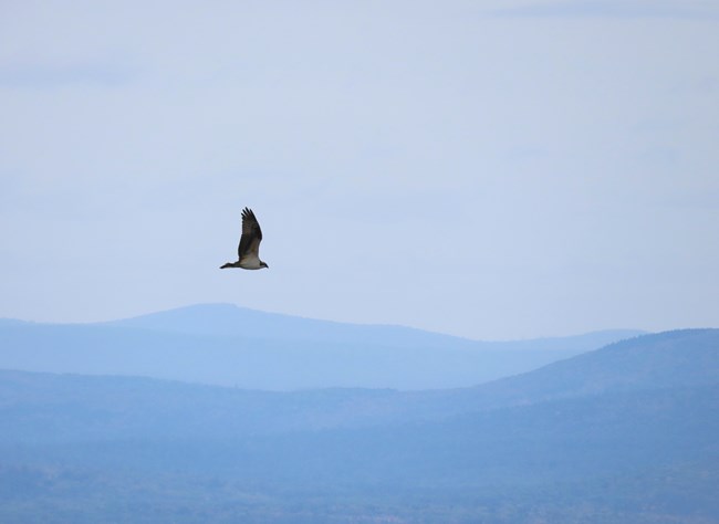 Migrating Osprey with foggy mountains in the background.