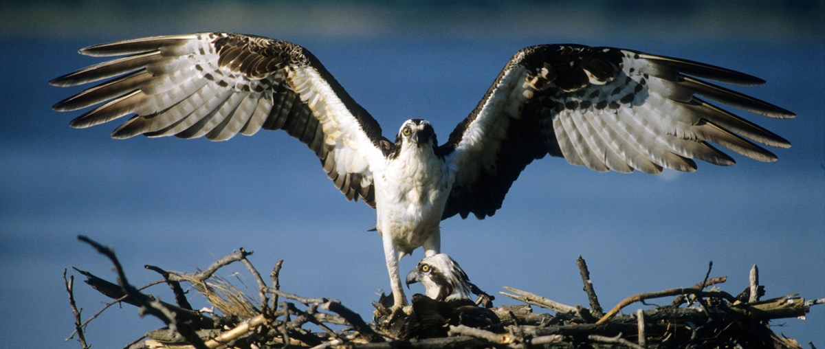 An osprey stands on its nest with its wings spread wide.