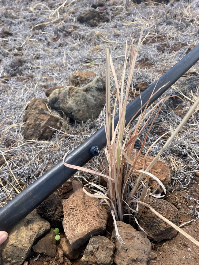 Tuft of pili grass