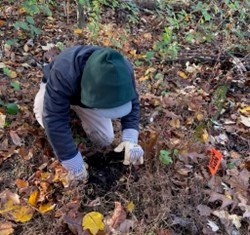 Overturning Coverboard a person wearing gloves kneels on the forest floor and pulls something up.