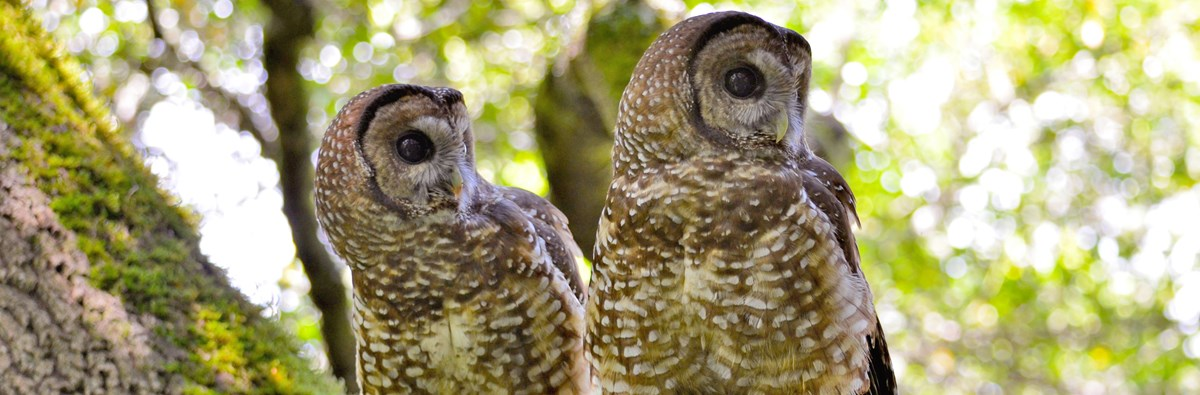 Two adult northern spotted owls on a moss covered tree branch