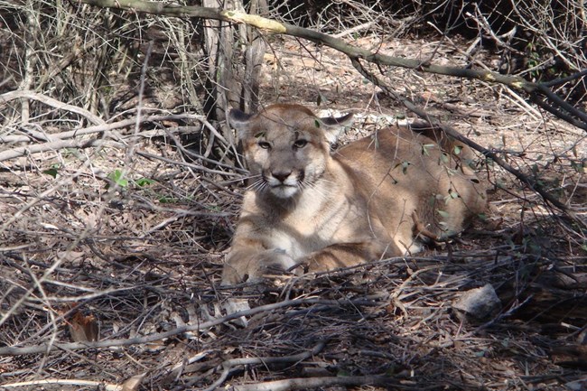 Mountain lion among sticks and brush.