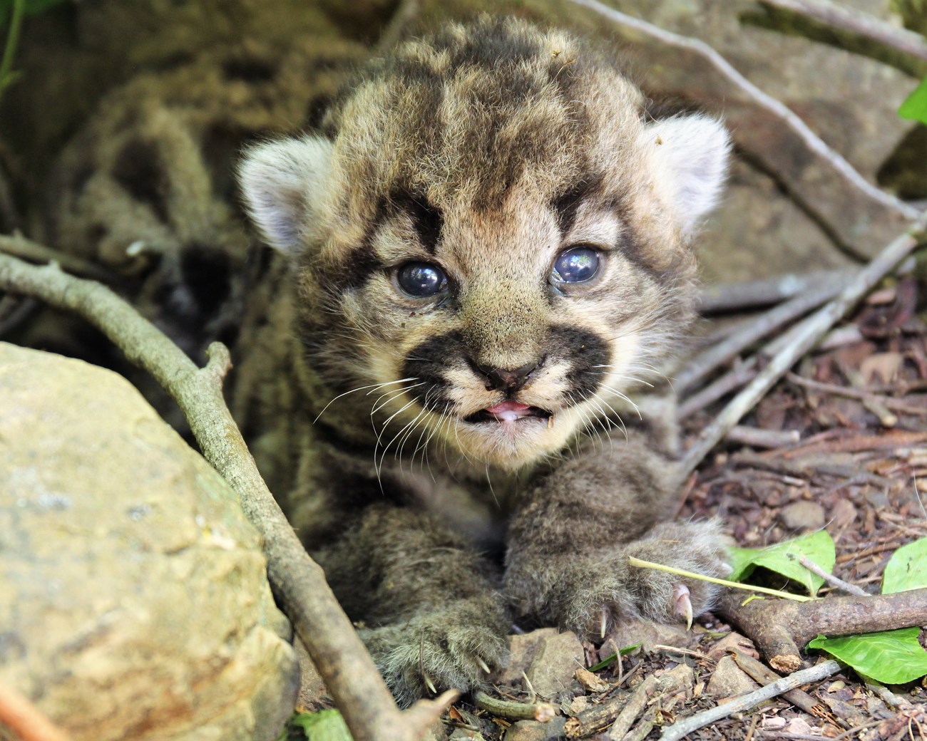 Puma kittens surrounded by poison oak leaves.
