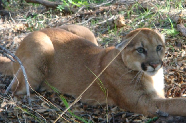 Mountain lion among grass and brush.