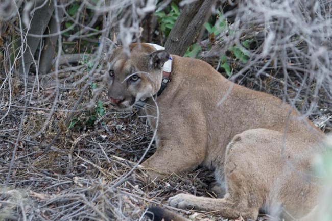 Mountain lion among sticks and brush.