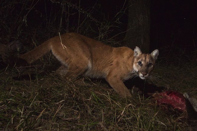 Mountain Lion looking into camera at night.