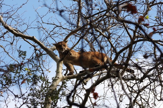 Mountain lion in a tree.