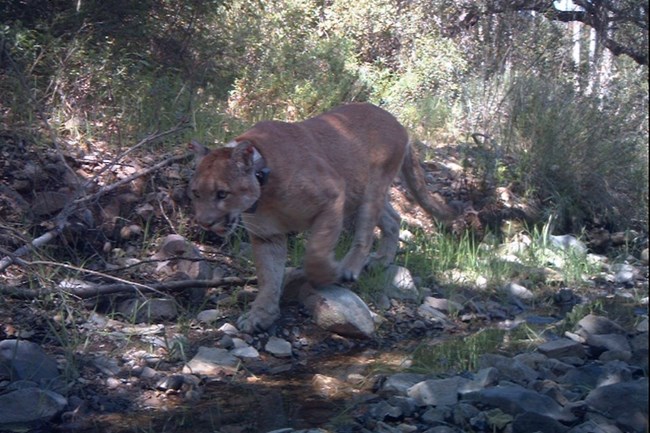 Mountain lion walking next to a creek.