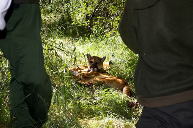 Mountain lion in grass framed by ranger legs.