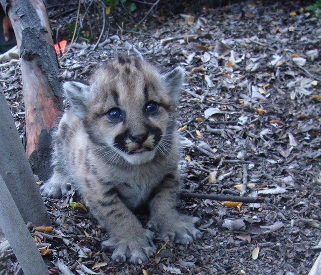 Kitten among wood chips and brush.